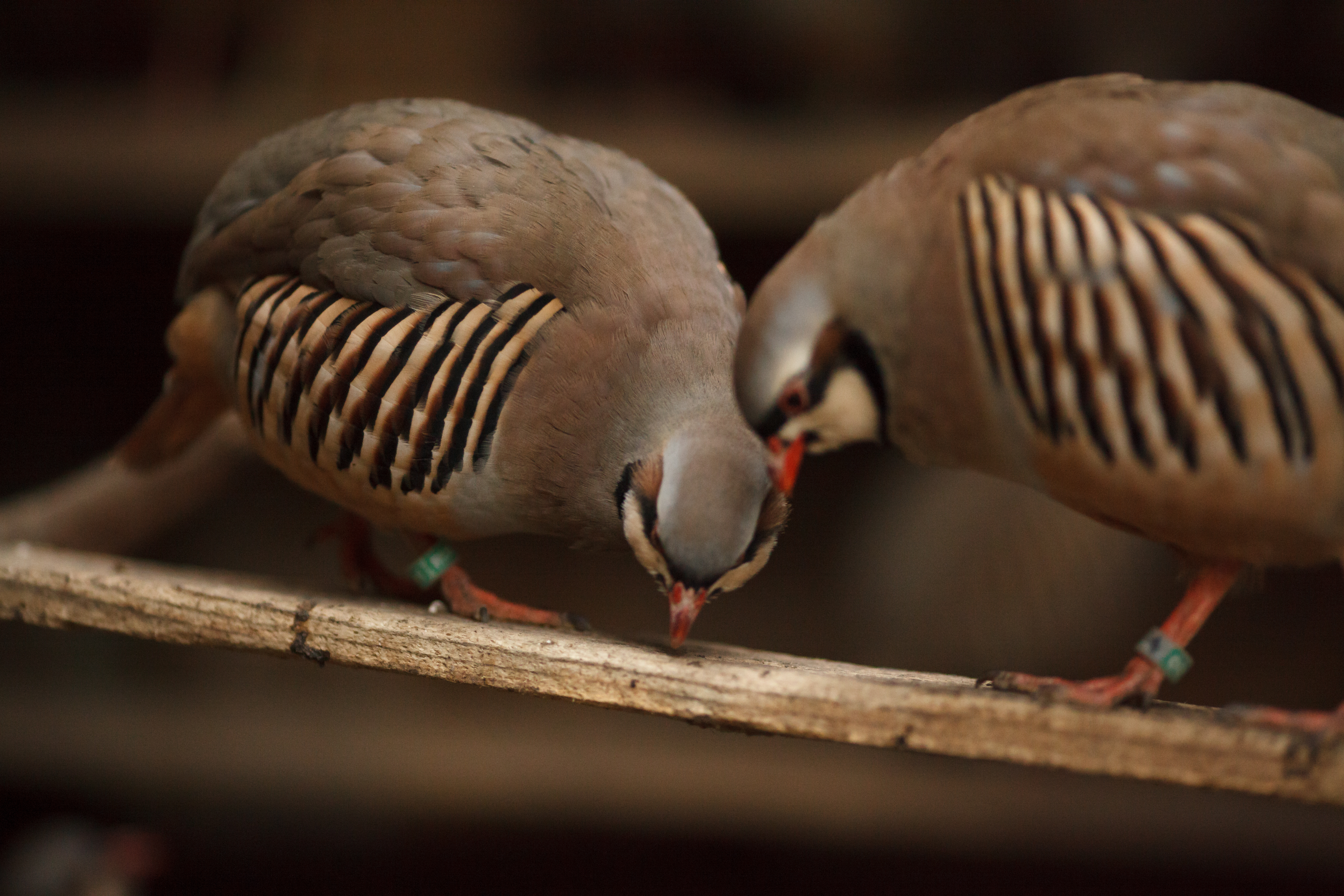 chukar